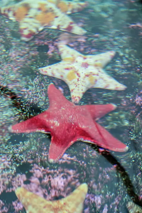 Framed Print : Close-up of a Starfish on a coral reef Framed Print : Close-up of a Starfish on a coral reef