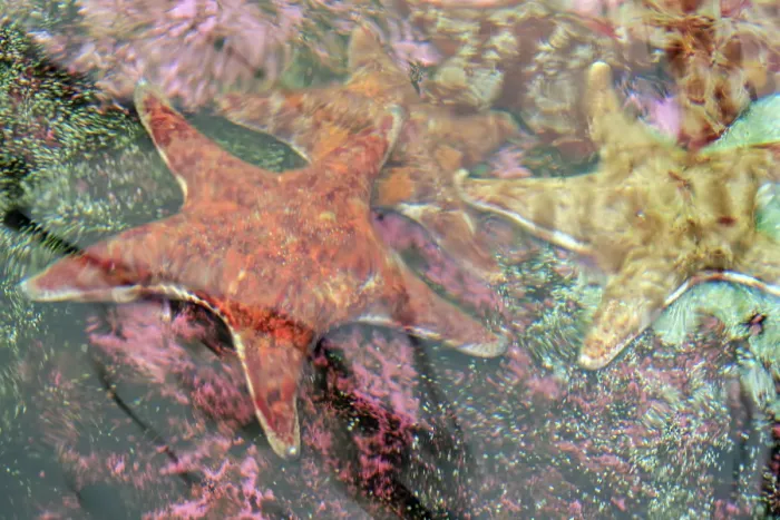 Framed Print : Close-up of a Starfish on a coral reef