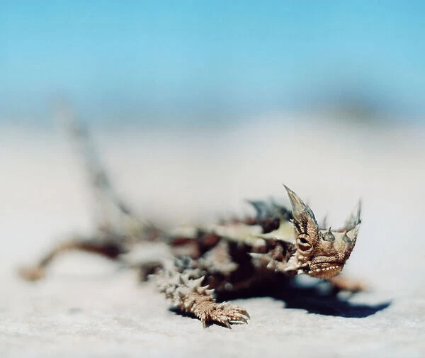 Close-up of a thorny devil lizard, moloch horridus, in Australia