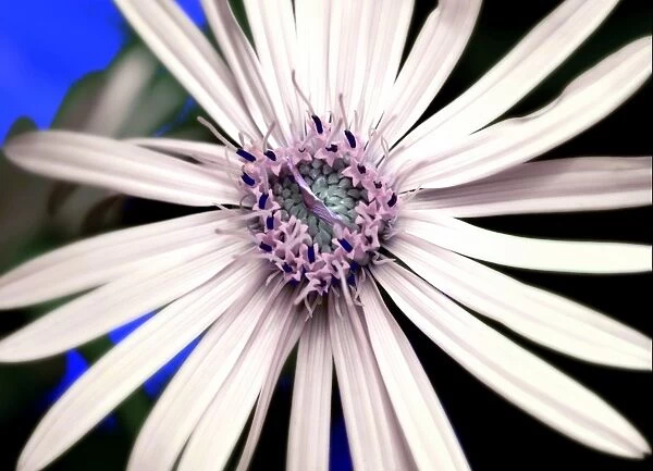 Daisy. Close up of white daisy with purple center