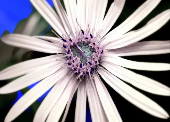 Framed Print : Daisy. Close up of white daisy with purple center Framed Print : Daisy. Close up of white daisy with purple center