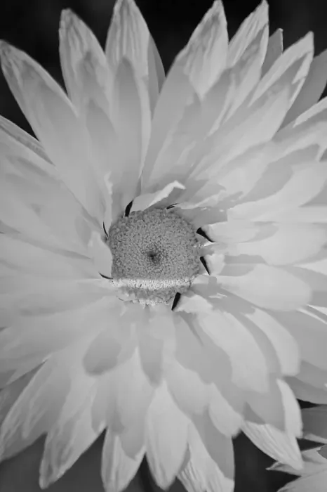 Framed Print : Close up of a white flower taken in wildflower season in Western Australia Framed Print : Close up of a white flower taken in wildflower season in Western Australia
