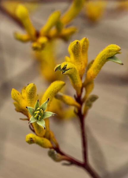 Close up of a yellow Kangaroo Paw flower