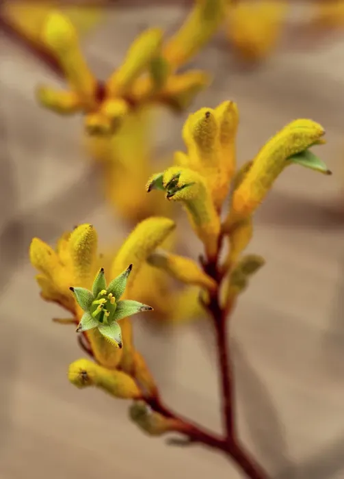 Framed Print : Close up of Yellow Kangaroo Paw Flowers Framed Print : Close up of Yellow Kangaroo Paw Flowers
