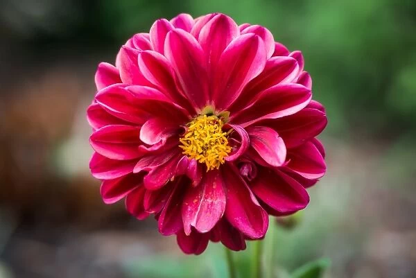 Closeup on pink dahlia flower