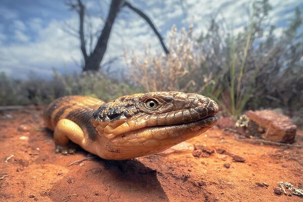 A closeup portrait of a wild western bluetongue lizard (Tiliqua occipitalis) from the arid outback of Australia