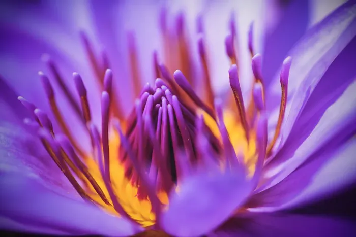Framed Print : Closeup of purple waterlily Framed Print : Closeup of purple waterlily