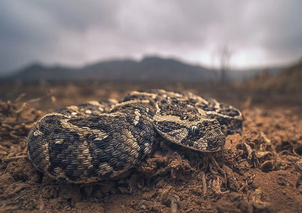 Closeup of a young puff adder (Bitis arietans) in Morocco, with mountain and stormy sky background
