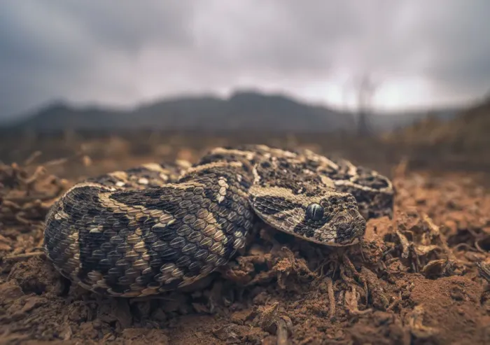 Framed Print : Closeup of a young puff adder (Bitis arietans) in Morocco, with mountain and stormy sky background
