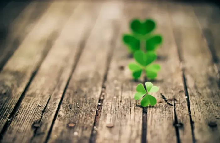 Framed Print : Clovers in a row on wood Framed Print : Clovers in a row on wood