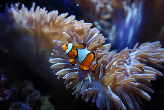Framed Print : Clown fish Framed Print : Clown fish