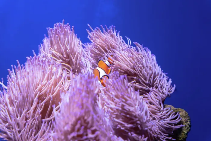 Framed Print : Clown fish in an anemone in Australian waters