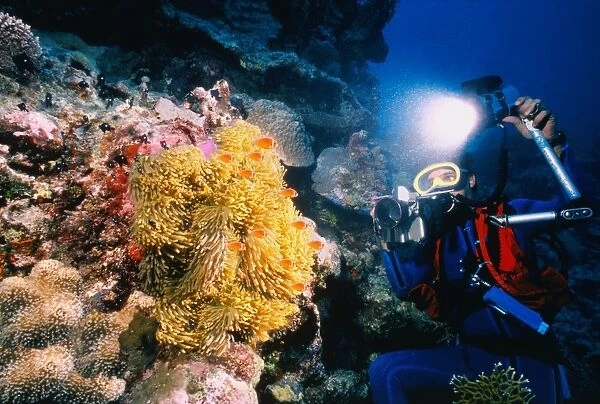 Clown Fish in Great Barrier Reef, Australia