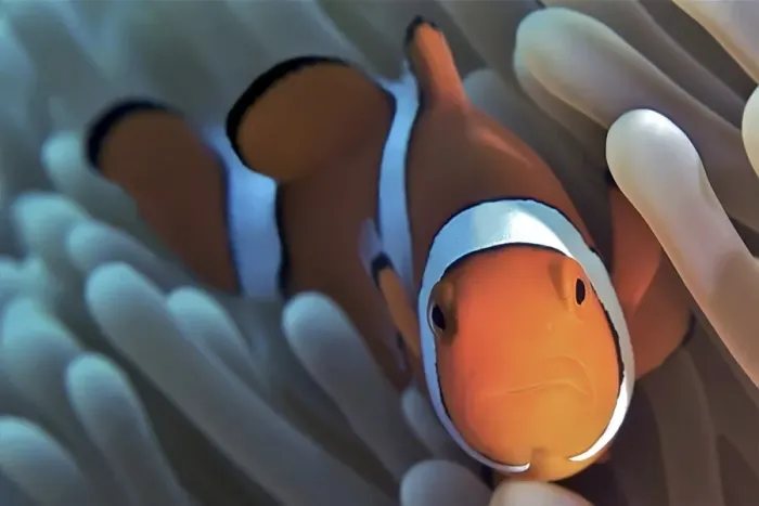 Framed Print : Clown Fish Portrait Framed Print : Clown Fish Portrait