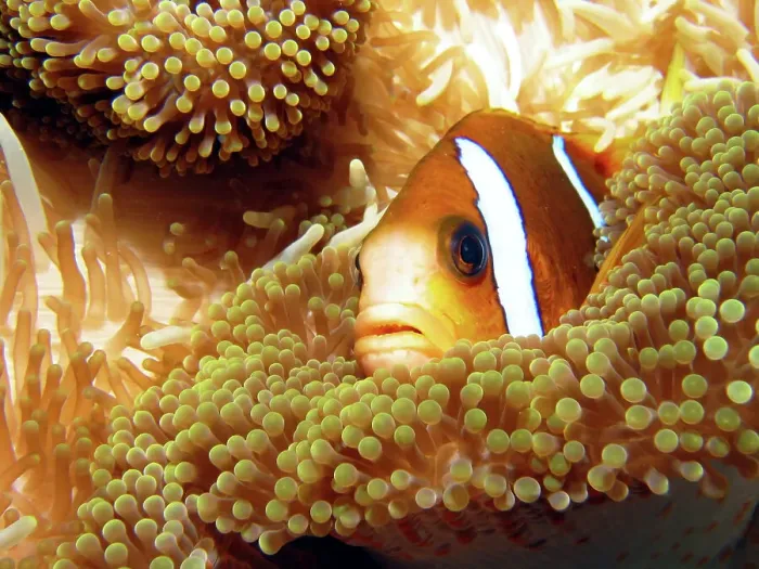 Framed Print : Clown Fish in Sea Anemone Macro Framed Print : Clown Fish in Sea Anemone Macro