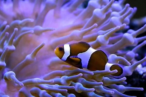 Clownfish. A clownfish heading for the safety of home