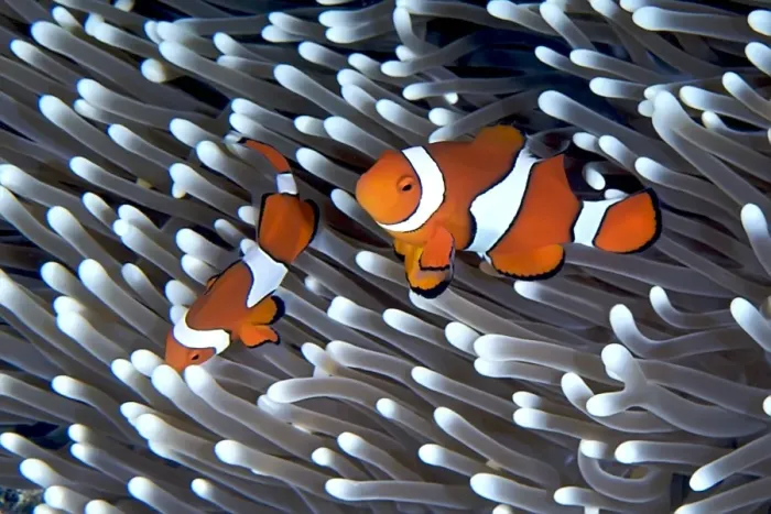 Framed Print : Clownfish in an anemone Framed Print : Clownfish in an anemone