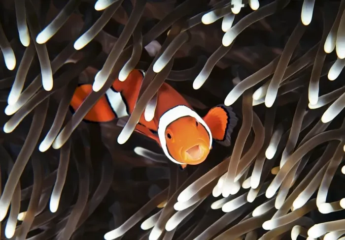 Framed Print : Clownfish. False clown fish in sea anemone, close up, underwater view Framed Print : Clownfish. False clown fish in sea anemone, close up, underwater view
