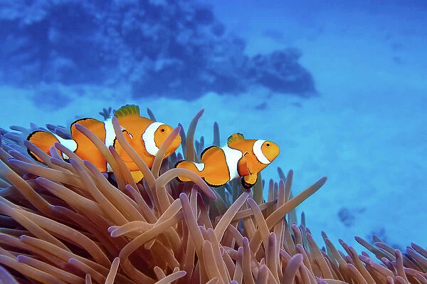 Clownfish in anemone on the Great Barrier Reef