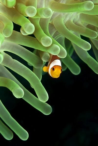 Clownfish on green anemone