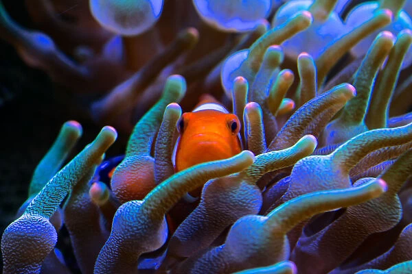 Clownfish peeping