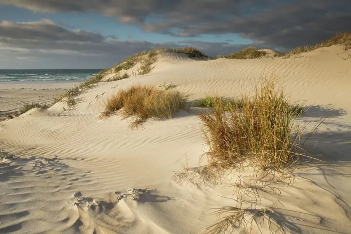 Framed Print : Coastal dunes Framed Print : Coastal dunes