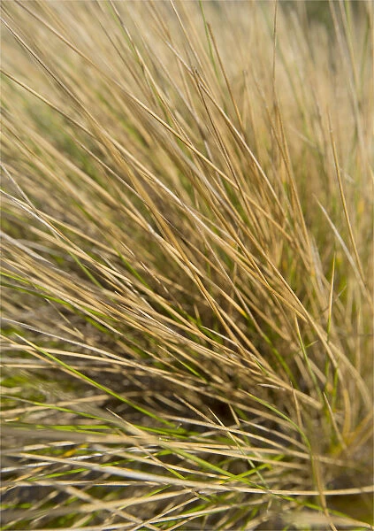 Coastal Grasses (Ammophila) common to the sand dunes on King Island. Bass Strait, Tasmania