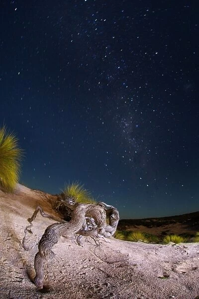 Coastal South Australia at night