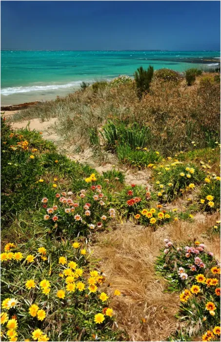 Framed Print : Coastline at Beachport, South Australia