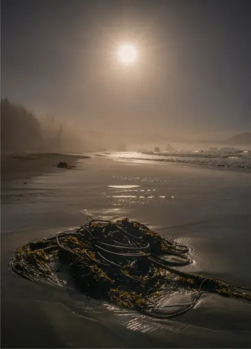 Framed Print : Coastline near Port Orford, Oregon, United States Framed Print : Coastline near Port Orford, Oregon, United States