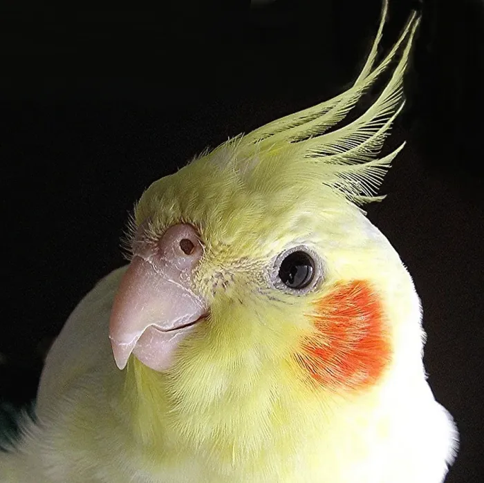 Framed Print : Cockatiel - ( Lutino) portrait Framed Print : Cockatiel - ( Lutino) portrait