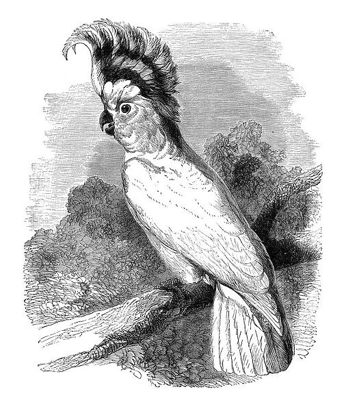 Cockatoo Cacatua Inca bird engraving 1880