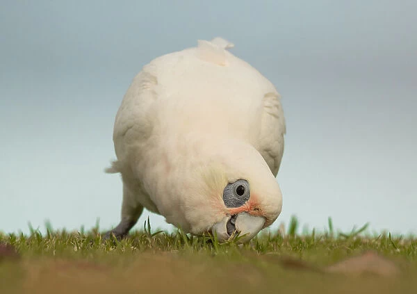 Cockatoo eating grass seeds