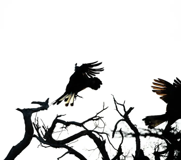 Framed Print : Cockatoo silhouette