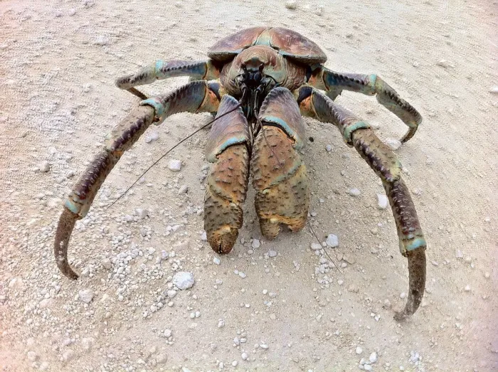 Framed Print : Coconut Crab | Christmas Island | Australia