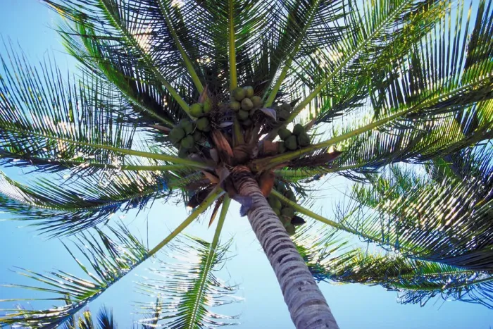 Framed Print : Coconut palm tee, Whitsunday Islands, Queensland, Australia