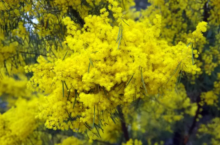 Framed Print : Color Stories - Yellow