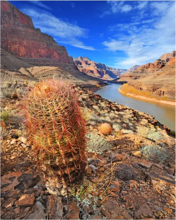 Framed Print : The Colorado river, Arizona, United States of America Framed Print : The Colorado river, Arizona, United States of America