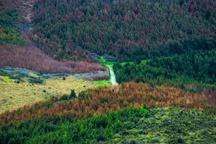 Framed Print : Colorful forest