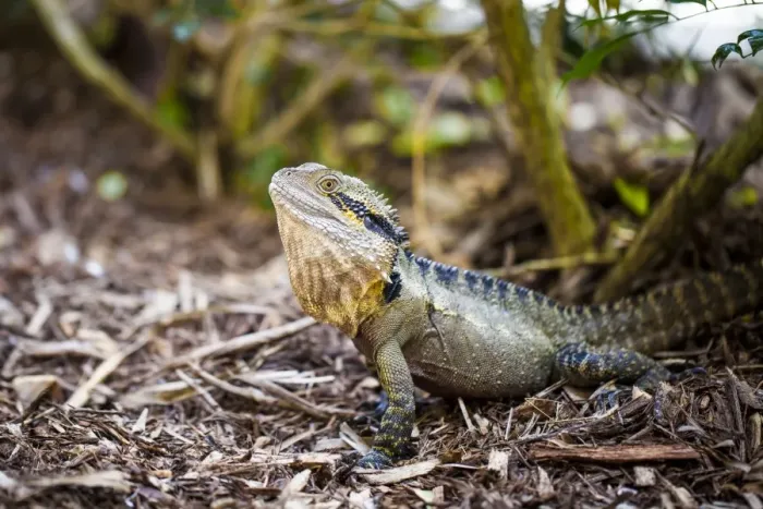 Framed Print : Colorful lizard