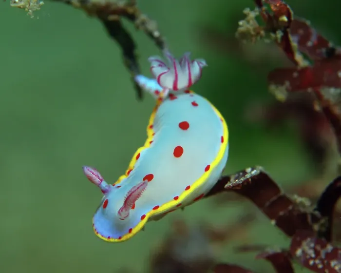 Framed Print : A colorful marine slug Framed Print : A colorful marine slug