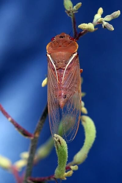 Colourful Cicada