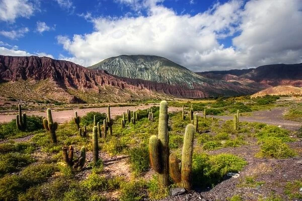 Colourful mountains and cactus plants in Jujuy