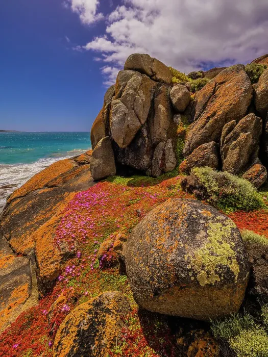 Framed Print : Colourful wild flowering Native Pigface (CarpoBrotus) at Disappointment bay, North Cape, King Island, Bass Strait, Tasmania, Australia