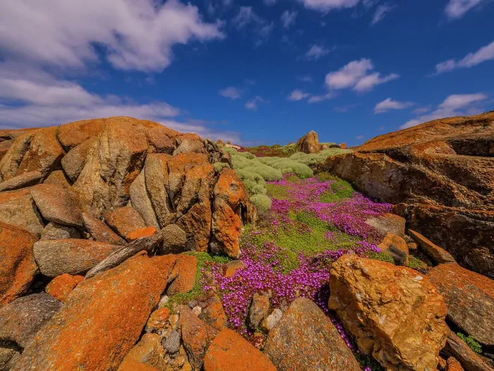 Framed Print : Colourful wild flowering Native Pigface (CarpoBrotus) at Disappointment bay, North Cape, King Island, Bass Strait, Tasmania, Australia