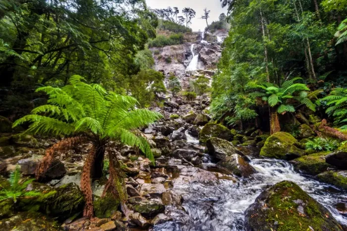 Framed Print : Columba Falls, Tasmania Framed Print : Columba Falls, Tasmania