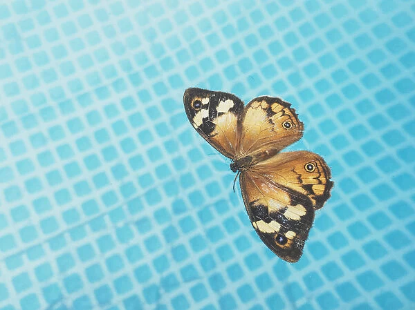 Common brown butterfly floating on the surface of a swimming pool