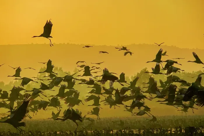 Framed Print : Common crane (Grus grus)