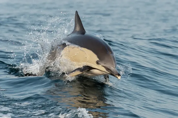 Framed Print : Common dolphin breaching, Montague Island, NSW, Australia