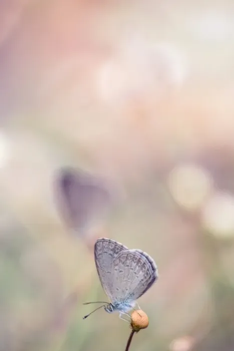 Framed Print : Common Grass Blue Butterfly Framed Print : Common Grass Blue Butterfly